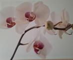 Orchidee canvas schilderij, Antiek en Kunst, Kunst | Schilderijen | Klassiek, Ophalen