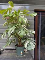 Prachtige gezonde Monstera Variegata, Ophalen of Verzenden
