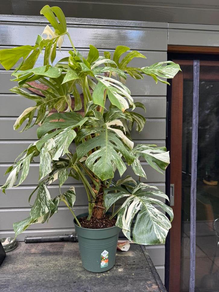 Prachtige gezonde Monstera Variegata, Huis en Inrichting, Kamerplanten, Ophalen of Verzenden