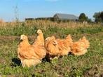 Orpington buff jonge hennen, Dieren en Toebehoren, Pluimvee, Meerdere dieren, Kip