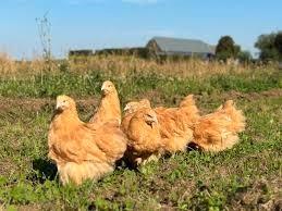 Orpington buff jonge hennen, Dieren en Toebehoren, Pluimvee, Kip, Meerdere dieren