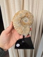 Ammoniet op standaard, Ophalen of Verzenden