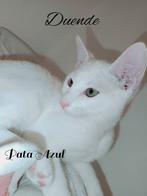 2 Witte rus katertjes met stamboom beschikbaar, Dieren en Toebehoren, Katten en Kittens | Raskatten | Korthaar, Meerdere dieren