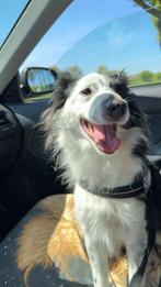 Xena zoekt een fijn huisje, Rabiës (hondsdolheid), 1 tot 2 jaar, Teef, Eén hond