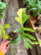 Philodendron Kitina - Florida Beauty x Mayoi narrow, Huis en Inrichting, Kamerplanten, Ophalen of Verzenden