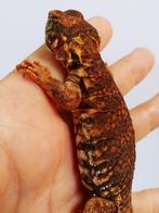 Uromastyx Geyri CB24, Xenagama Taylori CB24, Cyclura cornuta, Dieren en Toebehoren, 0 tot 2 jaar