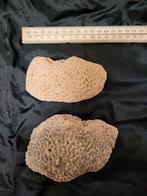 Fossiel Boorspons (Cliona sp.), Ophalen of Verzenden, Fossiel