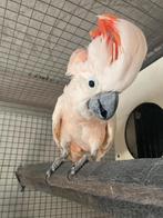 Molukken kaketoe man, Dieren en Toebehoren, Vogels | Parkieten en Papegaaien, Mannelijk, Papegaai