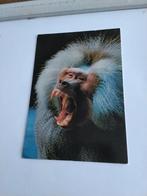 AAP, Ophalen of Verzenden, 1980 tot heden, Overige thema's