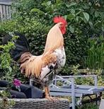 Mooie jonge haan (1,5jr), Dieren en Toebehoren, Pluimvee, Mannelijk, Kip