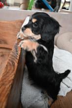 Dwergteckel x Maltezer pups. Nog 2 beschikbaar!🐶, Dieren en Toebehoren, Honden | Teckels en Dashonden, Rabiës (hondsdolheid)