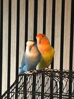 2 agapornissen inclusief kooi en speelboom, Meerdere dieren, Dwergpapegaai of Agapornis