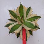 agave, Tuin en Terras, Overige soorten, Volle zon, Vaste plant, Ophalen of Verzenden