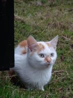 boerderij kittens/katten, Dieren en Toebehoren, Katten en Kittens | Overige Katten, Meerdere dieren, Kortharig, 0 tot 2 jaar