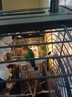 Agapornis koppel van twee jaar oud, Dieren en Toebehoren, Mannelijk