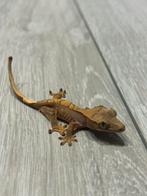 Wimper gekko - crested gecko, Dieren en Toebehoren, Reptielen en Amfibieën, Hagedis, Tam, 0 tot 2 jaar