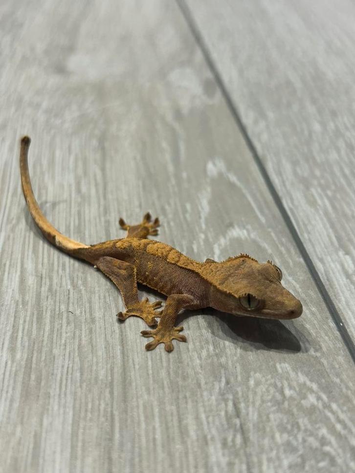 Wimper gekko - crested gecko