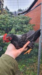 Jong zwart Chabo haantje, Dieren en Toebehoren, Pluimvee, Mannelijk, Kip