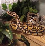 Pastel het clown Ball python man, Dieren en Toebehoren, Reptielen en Amfibieën, Slang, 3 tot 6 jaar