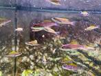 Cichliden Tanganyika, Dieren en Toebehoren, Vissen | Aquariumvissen, Vis, Zoetwatervis, Schoolvis