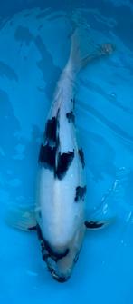 Shiro Utsuri 40-45 cm, Karper of Koi