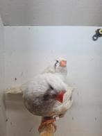 Te koop koppel charcoal masker x split charcoal masker, Meerdere dieren