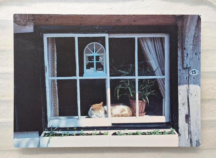 Slapende poes achter het raam op nr. 15, Verzamelen, Ansichtkaarten | Dieren, Ongelopen, 1980 tot heden, Hond of Kat, Ophalen of Verzenden