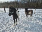 Nmprs bonte Grullo merrie en smokey black bonte veulen, Dieren en Toebehoren, Merrie, A pony (tot 1.17m)
