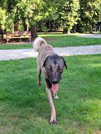 Nieuw tehuis gezocht voor Kangal reu  16 maanden jong, Dieren en Toebehoren, Honden | Chihuahua's en Gezelschapshonden, Rabiës (hondsdolheid)