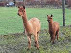Alpaca's, Mei, Meerdere dieren