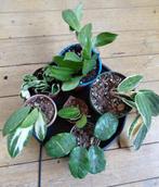 6 Hoya's in 1 koop!, Huis en Inrichting, Kamerplanten, Ophalen of Verzenden, Halfschaduw, Minder dan 100 cm