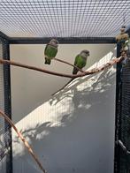 Koppel bruinkoppen, Dieren en Toebehoren, Meerdere dieren, Parkiet