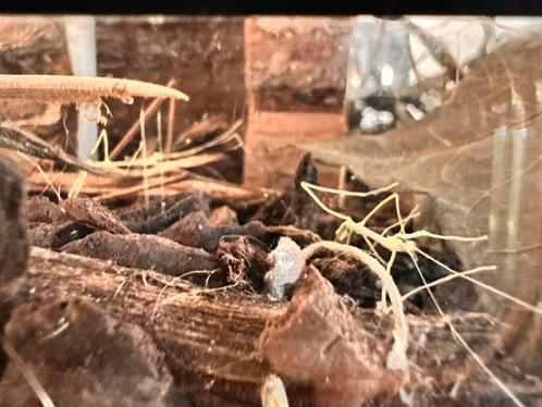 Wandelende takken, Dieren en Toebehoren, Insecten en Spinnen, Wandelende tak