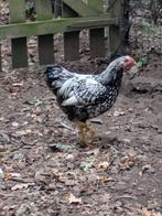 Wyandotte kriel hanen, Dieren en Toebehoren, Mannelijk, Kip