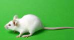Witte. VOEDER. MUIZEN en ook mooie kleur muizen, Dieren en Toebehoren, Meerdere dieren, Muis