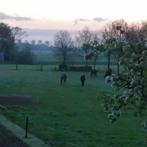 Rustige kleinschalige pensionstalling Wijchen nabij Nijmegen, Weidegang, 1 paard of pony