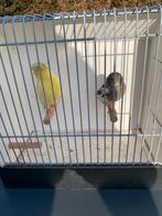 Glosters, Dieren en Toebehoren, Postuurkanarie