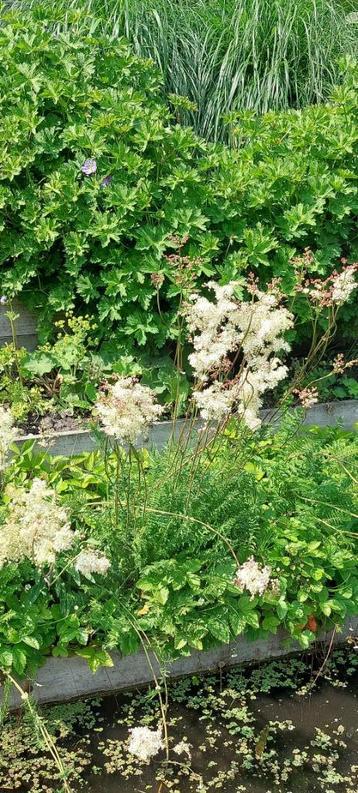 Spirea (Filipendula vulgaris) beschikbaar voor biedingen