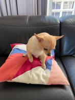 Chihuahua - chiwawa hond, Ophalen of Verzenden, Nieuw