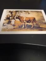 Kunstkaart Paulus Potter. De jonge stier., Verzenden, 1980 tot heden, Ongelopen, Sterren en Beroemdheden