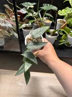 Epipremnum cebu blue, Ophalen of Verzenden, Overige soorten, Minder dan 100 cm