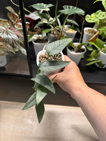 Epipremnum cebu blue beschikbaar voor biedingen