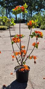 Rhododendron 'Gibraltar', Ophalen, Rhododendron, Minder dan 100 cm