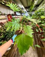 Philodendron Mayoi p15, Huis en Inrichting, Kamerplanten, Ophalen of Verzenden, Halfschaduw, Minder dan 100 cm
