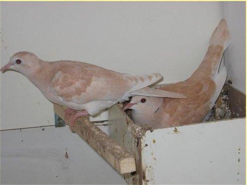 Mooie Lachduifjes, Dieren en Toebehoren, Vogels | Duiven, Tortelduif, Meerdere dieren