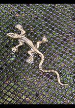 Messing, geel koper. Salamander, hagedis of gekko? Ong 13 cm, Antiek en Kunst, Ophalen of Verzenden