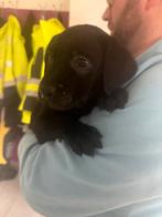 Labrador Pups, Fokker | Hobbymatig, 8 tot 15 weken, Buitenland, Labrador retriever
