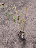 Zoete gele framboos, Vaste plant, Fruitplanten, Lente, Ophalen