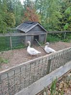 Frankische land ganzen, Meerdere dieren, Gans of Zwaan