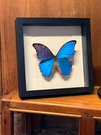 Grote Morpho in vitrine / lijst vlinder, Ophalen of Verzenden, Zo goed als nieuw, Insect, Opgezet dier